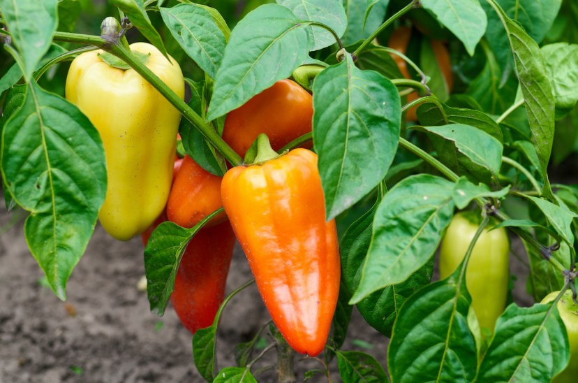 Paprika überwintern im wohnzimmer