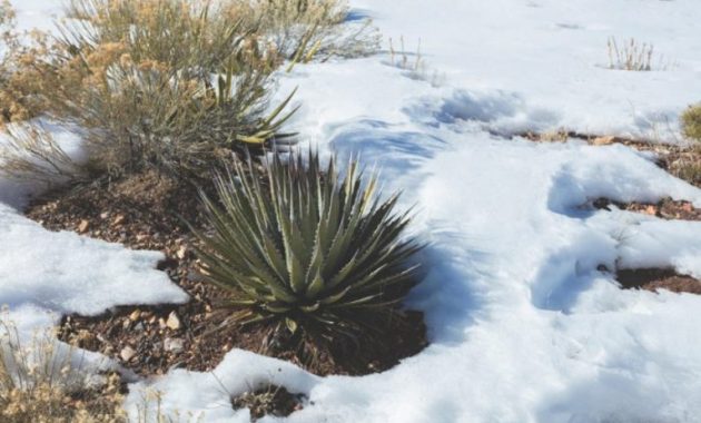 Agave überwintern im Wohnzimmer Tipps & Tricks