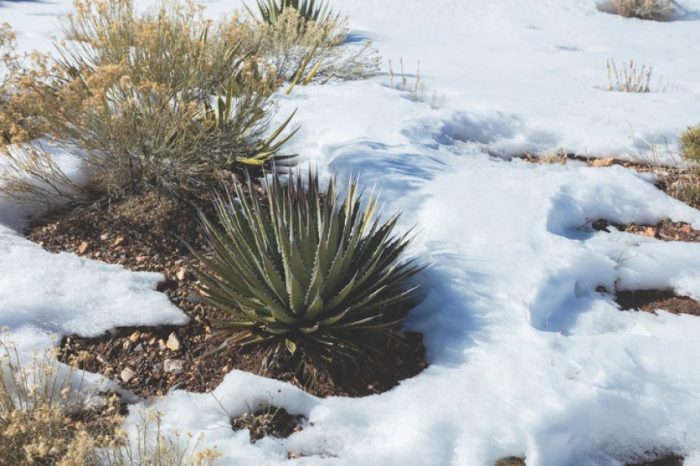 Gardening agave happening