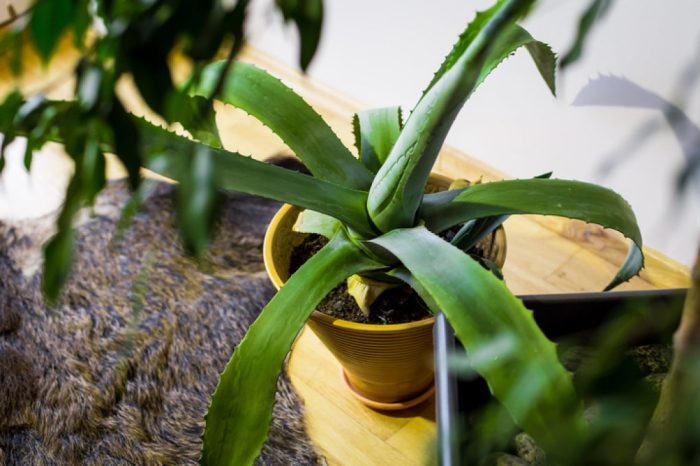 Agave überwintern im wohnzimmer