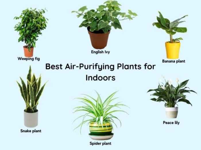 Purifying houseplants naturesnurtureblog